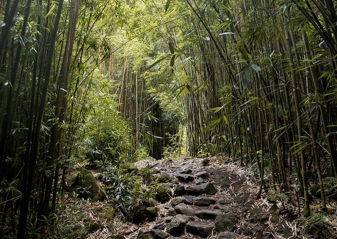 We aim "to leave behind a greener environment for future generations"