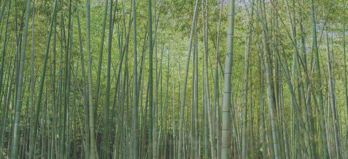 Bamboo Rvt Bengal Bamboo